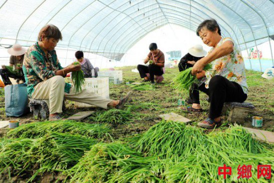 安徽阜阳：让“菜篮子”鼓起农民的“钱袋子”