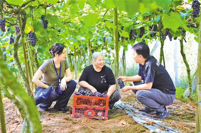 铜梁区纪检监察干部在大庙镇双马村葡萄种植基地了解相关情况。（铜梁区纪委监委供图）