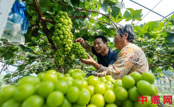 葡萄满园助农忙