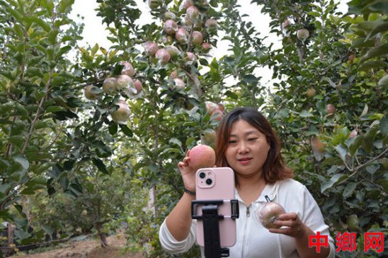 <b>河南内黄县一点八万亩苹果喜获丰收</b>