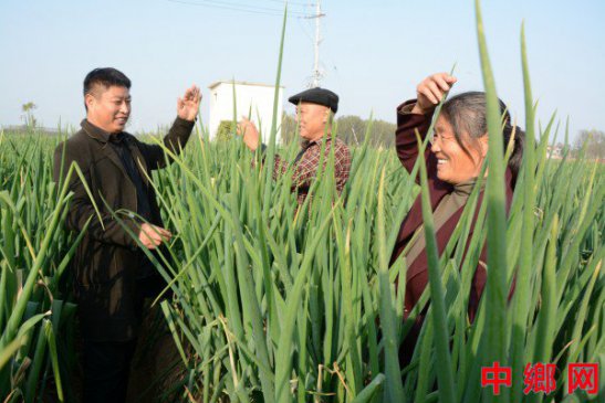 河南内黄县特聘技术员面对面讲解立冬葱的管理