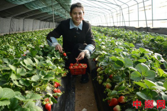<b>河南内黄县大棚草莓新鲜上市</b>