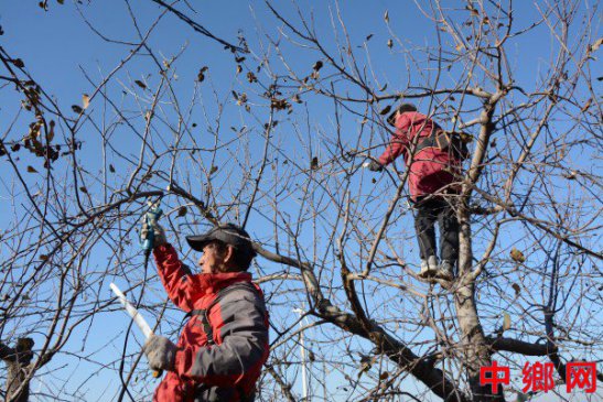 河南内黄果树农技专家新年修剪果树忙