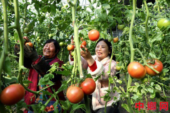 安徽阜阳：番茄产业助增收