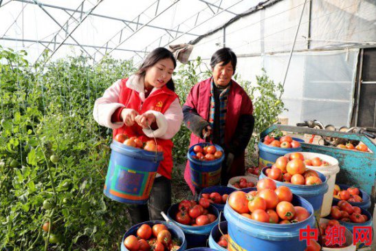 安徽阜阳：进大棚 助农忙