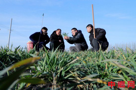 <strong>安徽阜阳：科技特派员田间传技</strong>