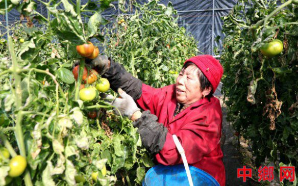 <b>安徽阜阳：番茄满枝头 村民采摘忙</b>