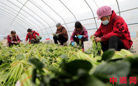 安徽阜阳：蔬菜产业 助农增收