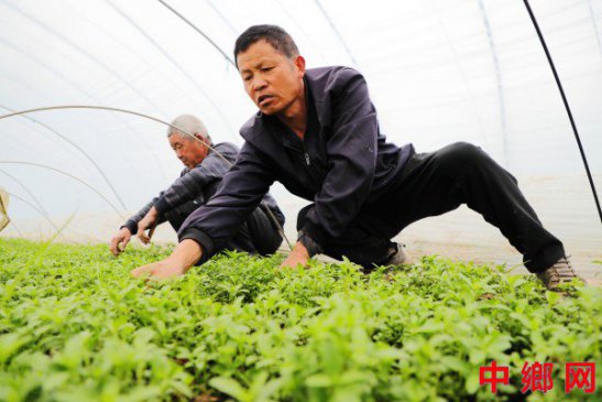 <b>安徽阜阳：育苗产业 助农增收</b>