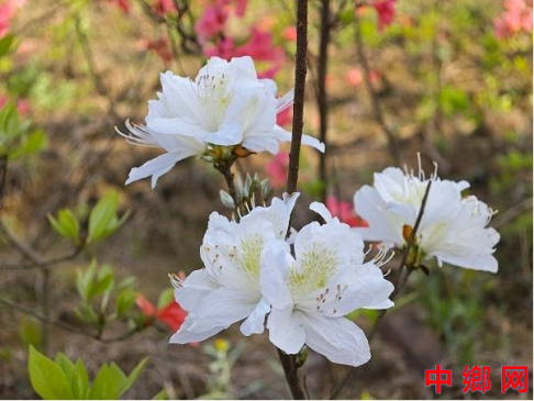 安徽舒城阙店乡：杜鹃花开 春色满园