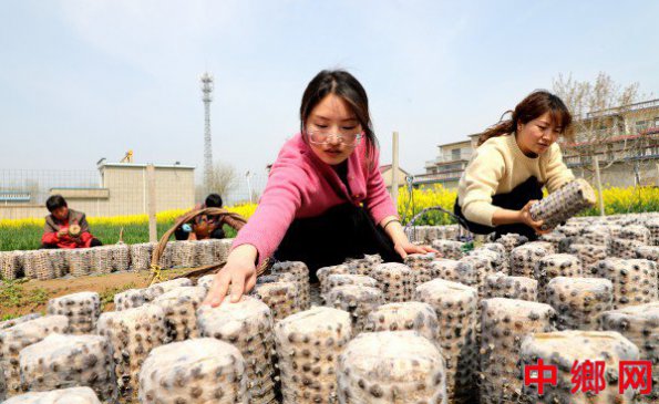 安徽阜阳：种植黑木耳 增效有增收