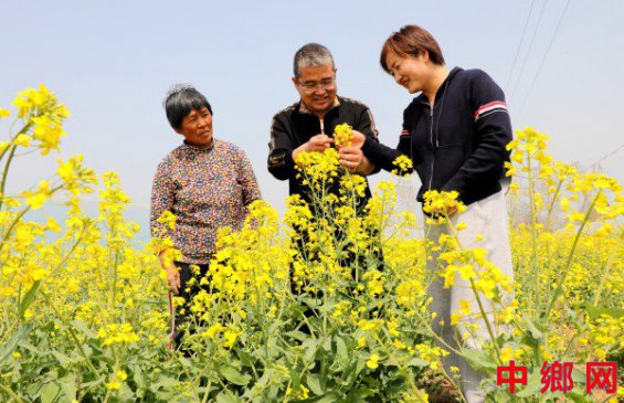 安徽阜阳：助农服务保丰收
