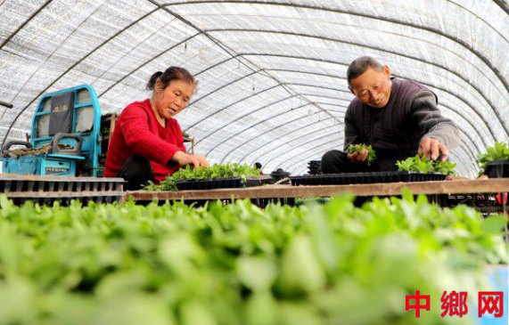 <b>安徽阜阳：甜叶菊育苗忙</b>