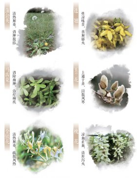 春日这些常见的花草，原来都是中药（服务窗）