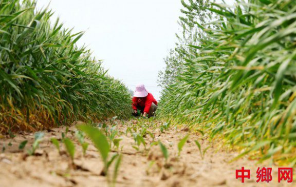 <b>谷雨将至农事忙</b>