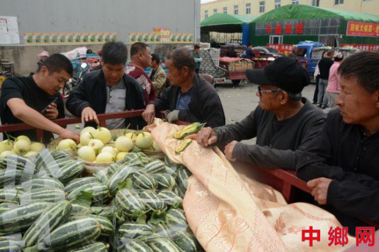 <b>河南内黄六万亩大棚甜瓜“新鲜”上市</b>