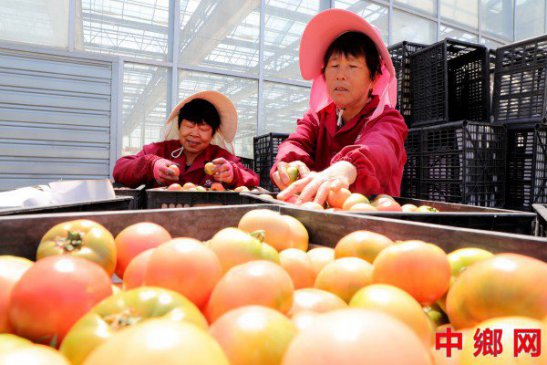 安徽阜阳：特色产业兴 致富道路宽