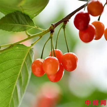 <b>历代诗人诗词中的樱桃</b>