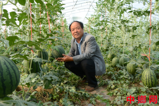 河南内黄党建引领促发展 特色种植助增收