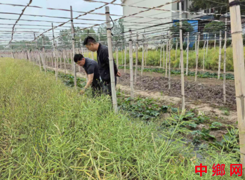 <b>安徽怀远兰桥：油菜地里套丝瓜  一田两用顶呱呱</b>