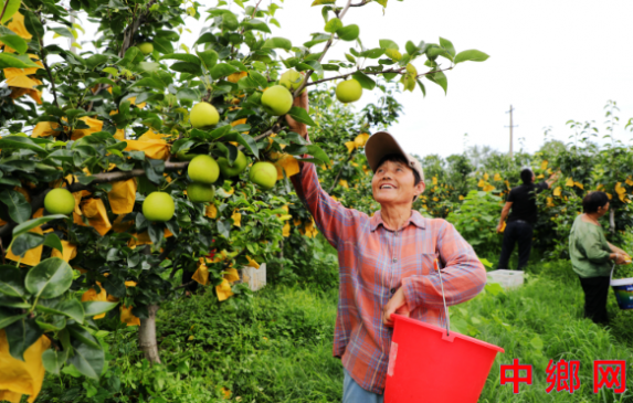 <b>小小翠玉梨 致富“金果果”</b>
