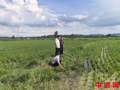 安徽凤阳县大庙镇：用心做好服务 助力夏管夏种