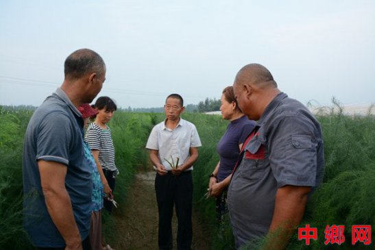 党建引领特色产业 河南内黄芦笋种植助农增收