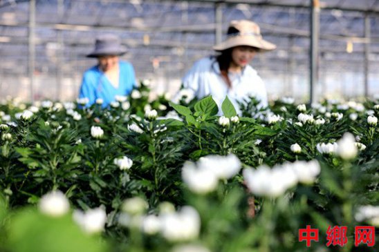 <b>采收菊花 增收致富</b>