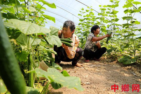 <b>蔬果飘香助农增收</b>
