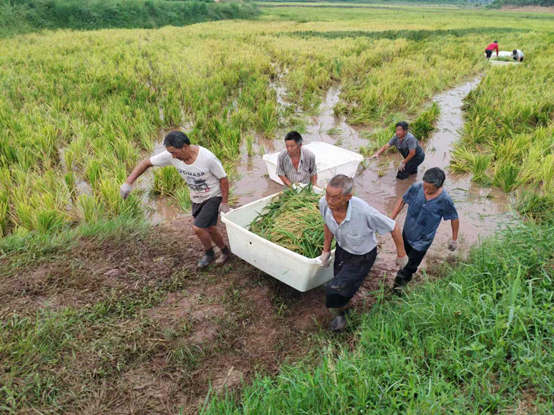 人工搬运刚收割的稻谷。陈刚摄