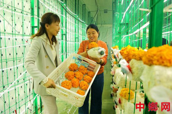 <b>特色产业 助农增收</b>