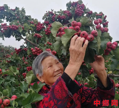 山西绛县：山楂喜获丰收