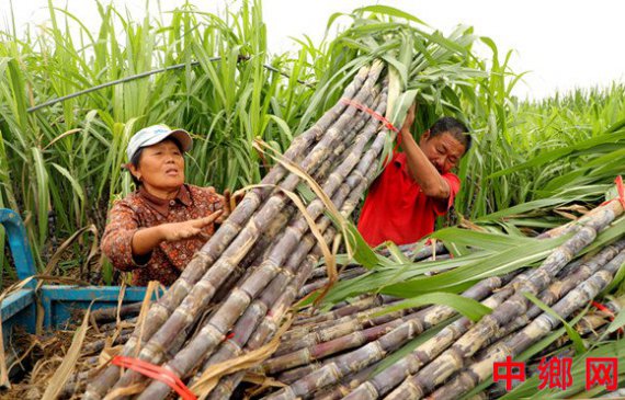 甘蔗喜丰收