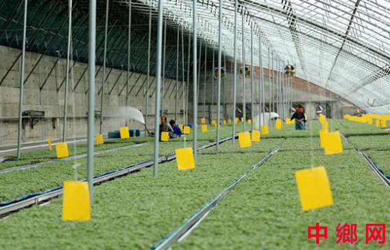 <b>安徽阜阳：育苗产业 助农增收</b>