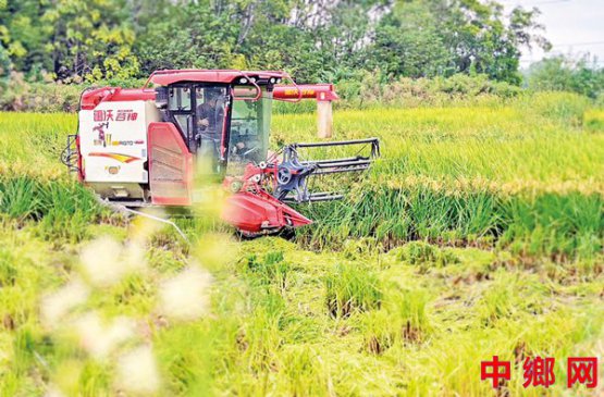 稻虾轮作 增产增收