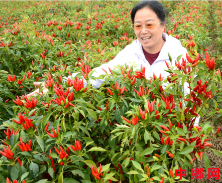 <strong>“辣妹子”张菊梅：一粒红椒映初心，万亩椒田</strong>