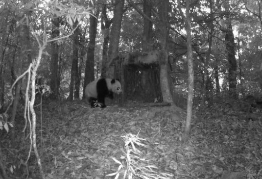 大熊猫国家公园4周年：“国宝”安居，百姓乐业