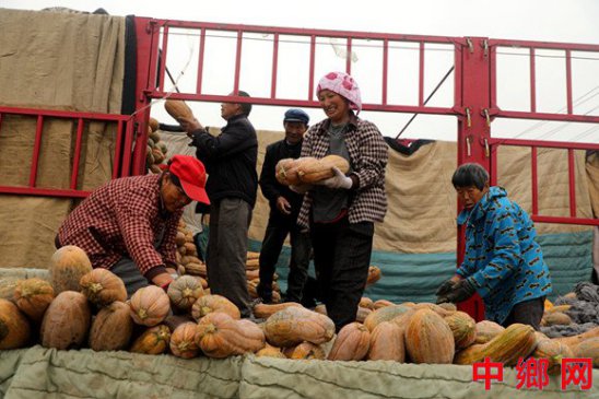 <b>南瓜丰收 助农增收</b>