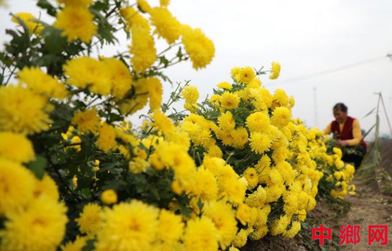 <b>采摘“致富”花</b>