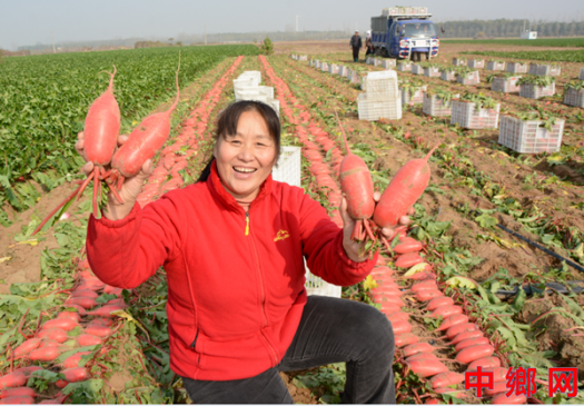 <b>河南：内黄直播达人助农让“萝卜”俏销搭上电商快递车</b>