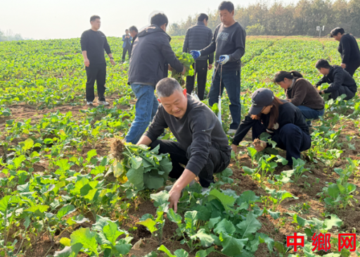 安徽定远县桑涧镇：开展“抢农时 助秋种”志愿