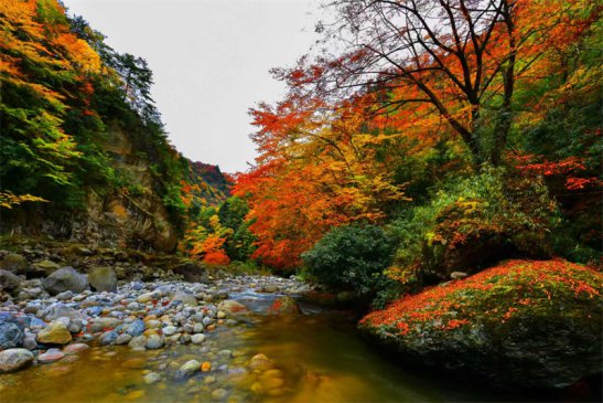 <b>唐家河红叶引客来 广元青川阴平村民宿经济火爆</b>