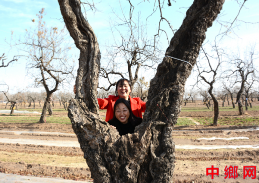 虬枝映笑颜：一对游客与河南内黄县千年古枣树
