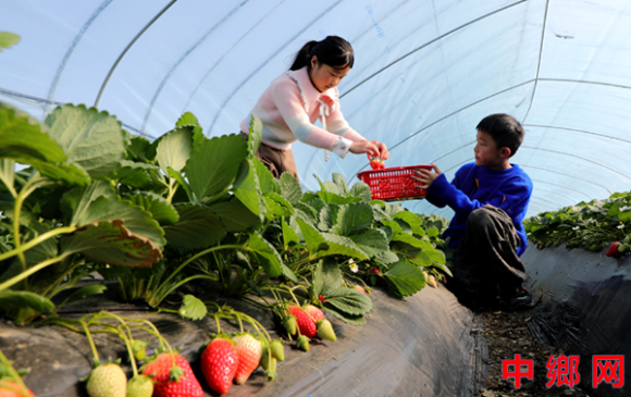 <b>安徽阜阳：采摘草莓</b>