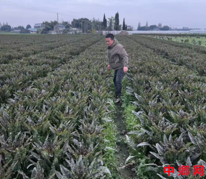 <b>邱子建：80后新农人扎根彭州田野 以实干为农业发展添砖加瓦</b>