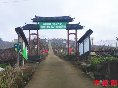 <b>四川古蔺：乡村振兴中的“丹桂成果”</b>