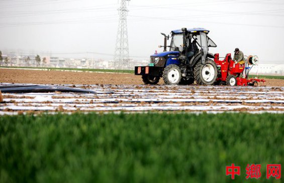 安徽阜阳：马铃薯播种忙