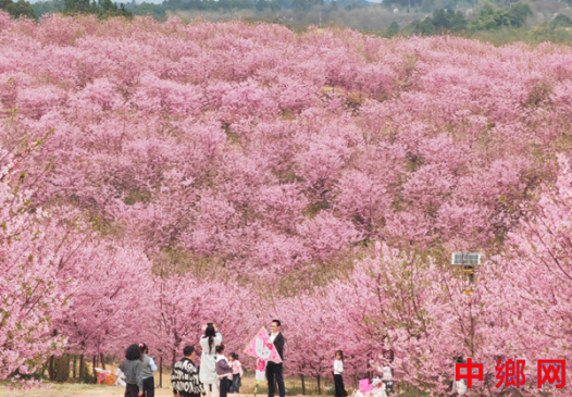 四川成都彭州：樱漫谭家场 春醉丽春间