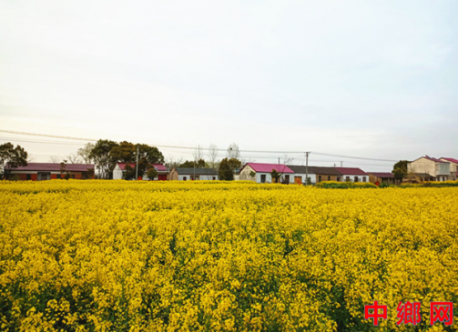 安徽庐江县郭河镇：油菜花开出好“丰”景