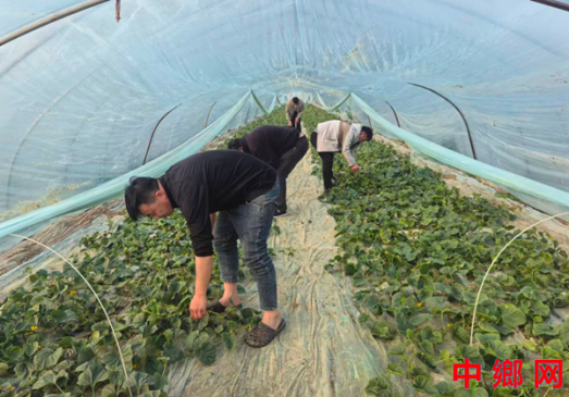 安徽怀远：兰桥镇两千亩羊角酥丰收在望